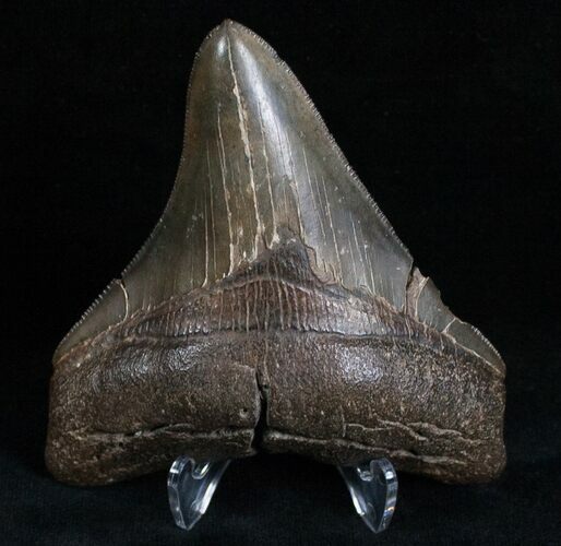 Posterior Megalodon Tooth - Sharp #6987